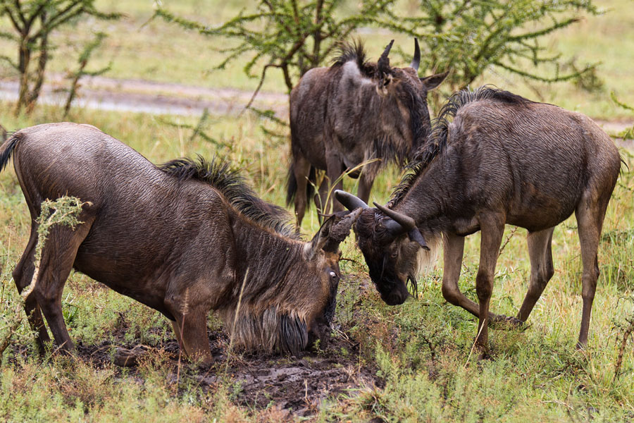  Wildebeasts   Maasai Mara   Kenya